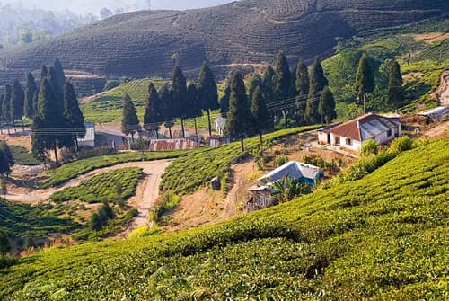 Eastern Hills Tea Trail